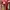 Authentic redchili  photo 4