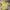 Vintage Y2K Crop Top Wanita Yellow