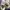 Adidas Streetwear Casual Sneakers Pria cream photo 2