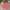 Cardingan Raplhlauren Pink