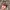 New Era Sportswear Casual Hat Pria gray photo 3