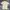 Burberry polo shirt original photo 1
