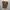 Dickies Vintage Streetwear Pria brown photo 1