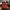 Dr Martens 1460 Red Chilli  photo 1