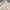 Harrington Jacket standard member cream photo 7
