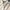 Harrington Jacket standard member cream photo 8