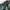 Korea Armed Force Team Camo Shorts photo 8