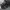 Allenhurst Army Camo photo 3
