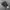 Allenhurst Army Camo photo 1