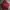 Hoodie Oioi Merah Like New photo 1