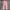 Versace Luxury Casual Casual trouser Wanita pink photo 7