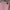 Versace Luxury Casual Casual trouser Wanita pink photo 8