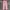 Versace Luxury Casual Casual Trouser Wanita Pink