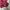 Gianni Valentino Casual Vest Pria burgundy photo 3