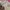 Tops Babypink