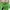 Adidas Vintage Streetwear T-shirt Pria green photo 3