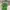Adidas Vintage Streetwear T-shirt Pria green photo 1
