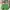 Adidas Vintage Streetwear T-shirt Pria green photo 2
