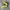 Nike Streetwear Sneakers Pria gold photo 2