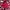 Short pants red  photo 1