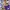 AeroStreet Streetwear Casual Sneakers Pria purple yellow photo 2