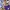 AeroStreet Streetwear Casual Sneakers Pria Purple Yellow