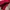 Polo Ralph Lauren Casual Polo shirt Pria red photo 4