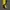 Mammut Gorpcore Pria yellow photo 1
