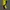 Mammut Gorpcore Pria Yellow
