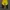 Mammut Gorpcore Pria yellow photo 2