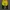 Mammut Gorpcore Pria Yellow
