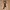 canvas belt  photo 1