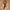 canvas belt  photo 1