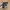 Osfa Jalin Belt 