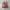 Luxury Short Pria multicolor photo 1