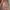 Luxury Short Pria multicolor photo 3
