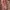 Luxury Short Pria multicolor photo 4