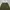 cargo pants olive green photo 8