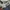 Dickies Casual Casual pants Pria white navy photo 7