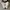 Converse Allstar Platform Hi White photo 4