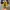 Converse Allstar Hi Dark Citron photo 6