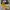 Converse Allstar Hi Dark Citron photo 3