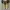Converse Allstar Hi Dark Citron photo 5