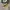 Converse Allstar Hi Dark Citron photo 1