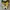 Converse Allstar Hi Dark Citron photo 4