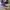 Converse Allstar Hi Electric Purple photo 3