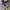 Converse Allstar Hi Electric Purple photo 4