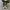 Converse Allstar Low Black White photo 4