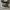 Converse Allstar Low Black White photo 2