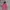 Gorpcore Indie Parka Pria red photo 1